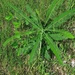 Sesbania herbacea Leaf