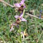 Ophrys pseudoscolopax Други