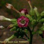 Nicotiana tabacum Blomma
