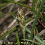 Carex stenophylla Blüte