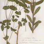 Euphorbia dulcis Hábito