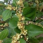 Ziziphus mauritiana Flower