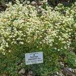 Saxifraga paniculata Habitus