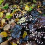 Heuchera micrantha फूल