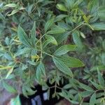 Ceratopetalum gummiferum Hoja