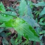 Gibasis geniculata Leaf