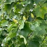 Liriodendron chinense 葉