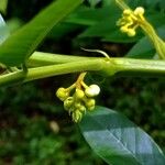 Senna spectabilis Fruit