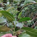 Psychotria carthagenensis Blad