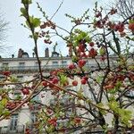 Malus × floribundaFrukto