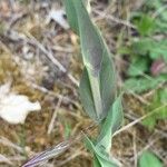 Turritis glabra Hoja