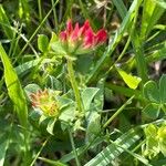 Lotus corniculatus موطن