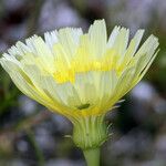 Malacothrix glabrata Flower