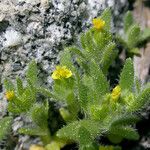 Hemizonella minima Flower