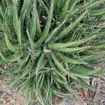 Agave filifera List