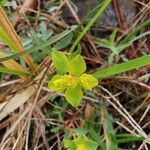 Euphorbia spinosa Blodyn