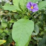 Lycianthes rantonnetii Likasa