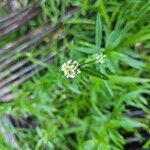 Spermacoce verticillata Flower