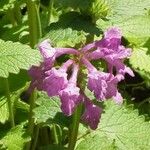 Stachys macrantha Flor