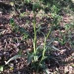 Dactylorhiza maculataBlatt