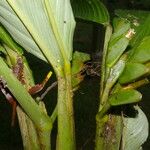 Hylaeanthe unilateralis Hoja