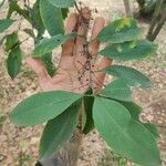 Erythroxylum suberosum Folla