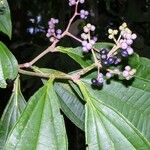 Miconia prasina Прочее