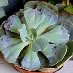 Echeveria lilacina Folio