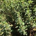 Cistus laurifolius عادت داشتن