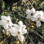 Linum suffruticosum Kwiat