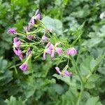 Brassica rapa Flor