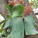 Platycerium elephantotis Leaf