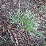 Danthonia decumbens List