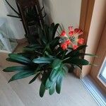 Clivia miniataFlower