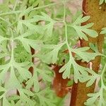 Fumaria officinalis Leaf