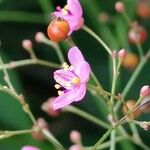 Talinum paniculatum Квітка