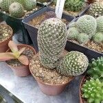 Mammillaria matudae পাতা