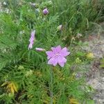 Malva moschataLehti