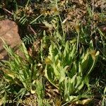 Catananche lutea Habit