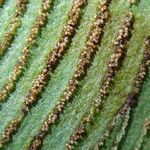 Coniogramme africana Hoja