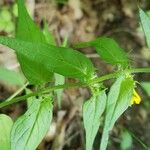 Melampyrum nemorosum برگ