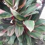 Cordyline fruticosa Folha