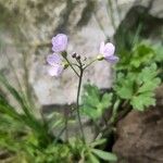 Cardamine raphanifoliaFlor