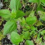 Eleutheranthera ruderalis Blatt