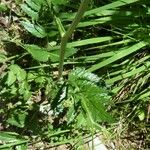 Pimpinella major Blad