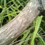 Sticherus bifidus 樹皮