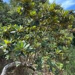 Pouteria lucuma Blatt