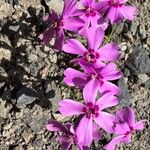 Phlox subulata L.Flower