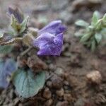 Scutellaria tuberosa Агульны выгляд