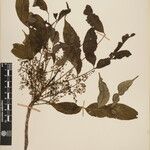 Toxicodendron succedaneum Other